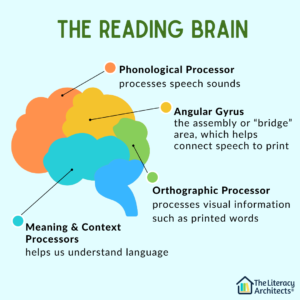 the reading brain